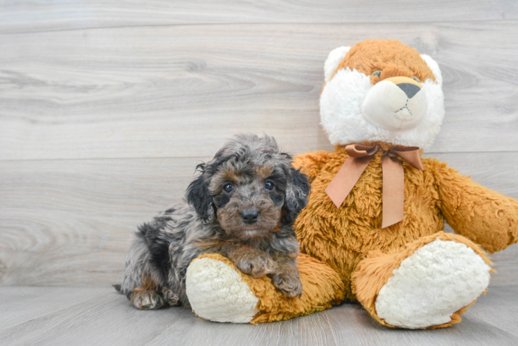 Cockapoo Puppy for Adoption