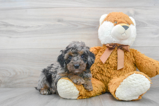 Cockapoo Puppy for Adoption