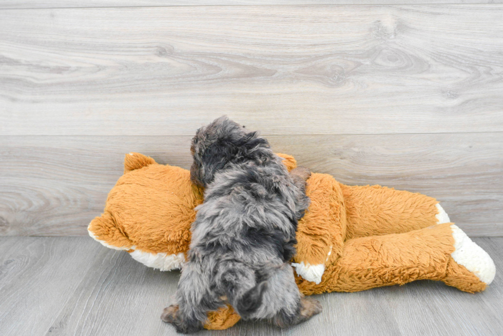 Sweet Cockapoo Baby