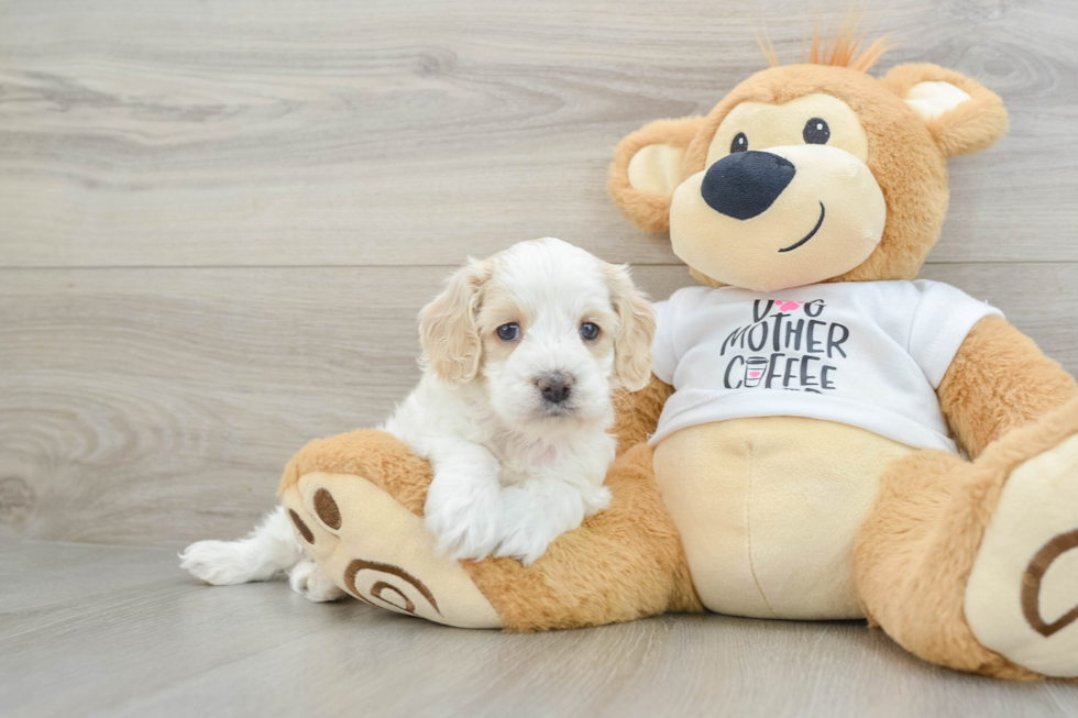 Adorable Cocker Doodle Poodle Mix Puppy