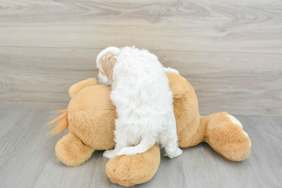 Cockapoo Pup Being Cute