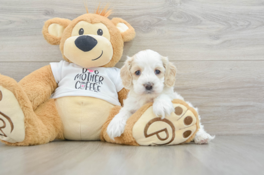 Petite Cockapoo Poodle Mix Pup