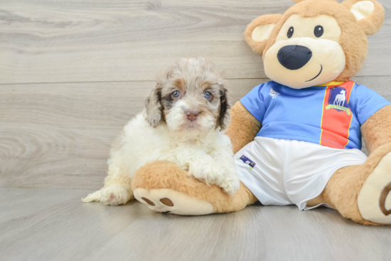Fluffy Cockapoo Poodle Mix Pup