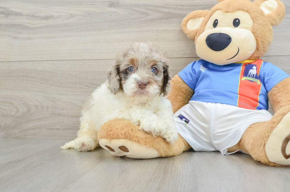 5 week old Cockapoo Puppy For Sale - Premier Pups
