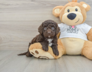 7 week old Cockapoo Puppy For Sale - Premier Pups