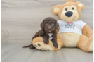 Cockapoo Pup Being Cute