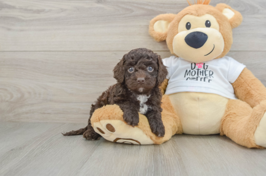 Cockapoo Pup Being Cute