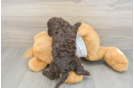 Best Cockapoo Baby