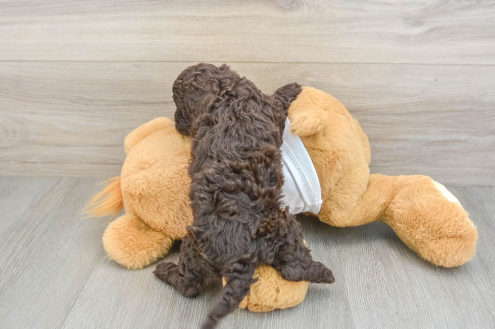 Best Cockapoo Baby