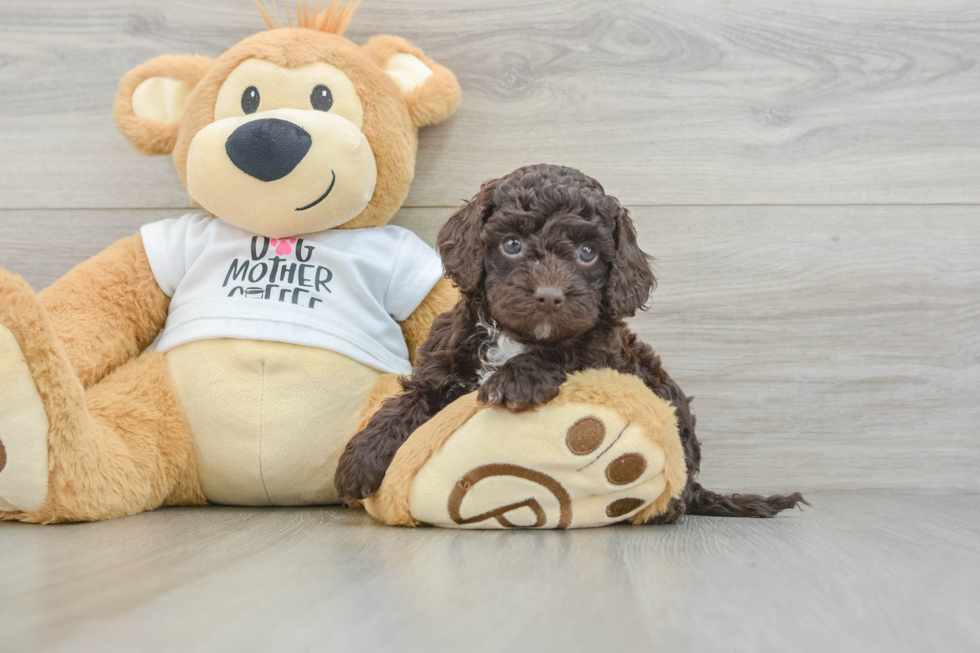 Cockapoo Pup Being Cute