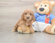 7 week old Cockapoo Puppy For Sale - Premier Pups
