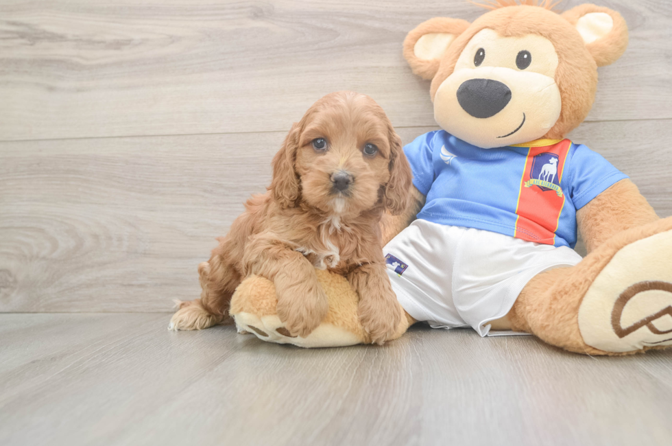 5 week old Cockapoo Puppy For Sale - Premier Pups