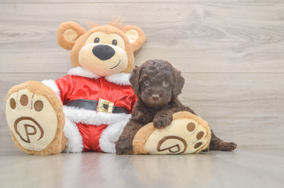 5 week old Cockapoo Puppy For Sale - Premier Pups