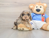 6 week old Cockapoo Puppy For Sale - Premier Pups