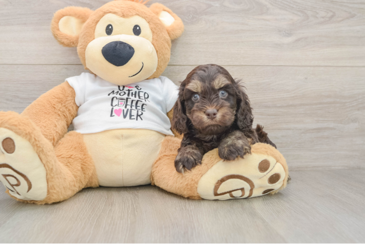 Best Cockapoo Baby