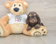6 week old Cockapoo Puppy For Sale - Premier Pups