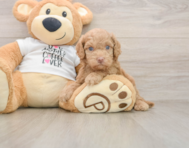 5 week old Cockapoo Puppy For Sale - Premier Pups