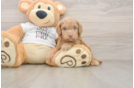 Best Cockapoo Baby