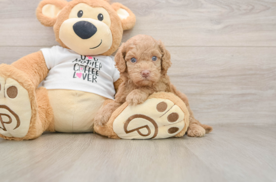 Best Cockapoo Baby