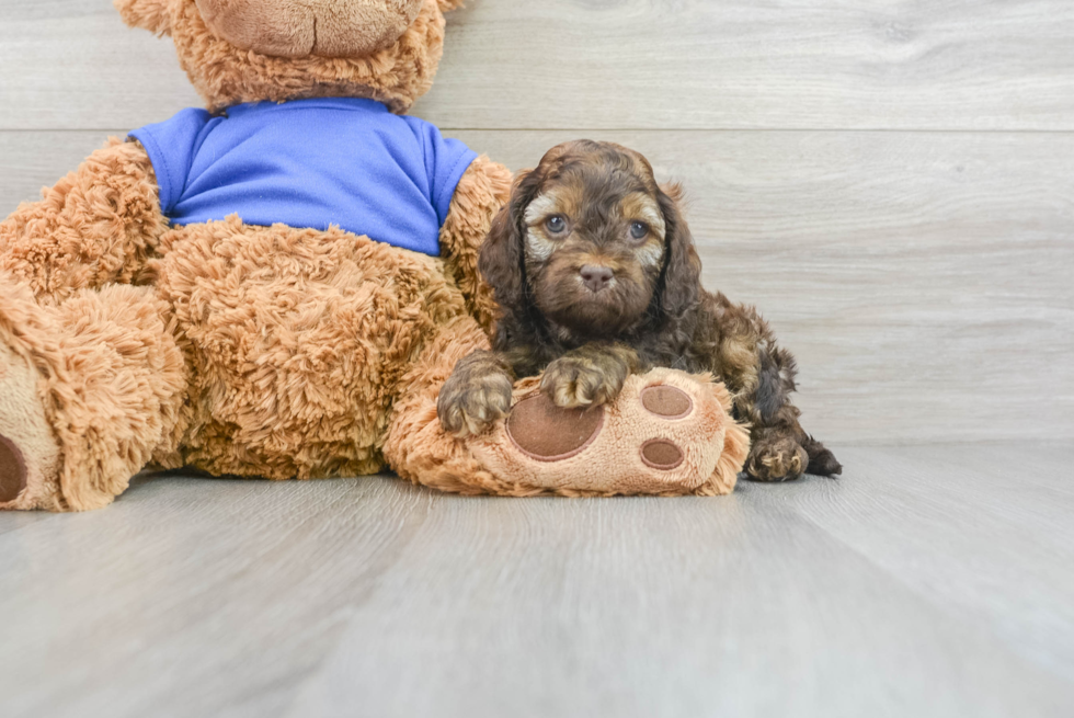 Energetic Cockapoo Dash: 4lb 13oz Doodle Puppy