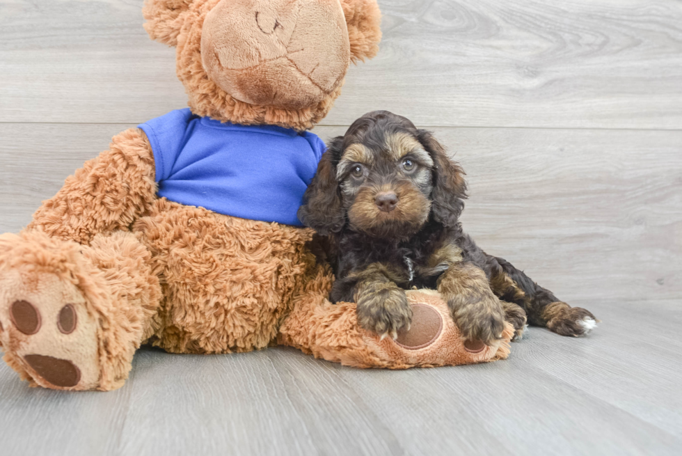 Small Cockapoo Baby