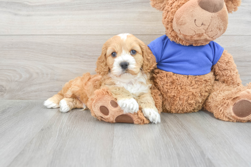 Playful Cockerpoo Poodle Mix Puppy