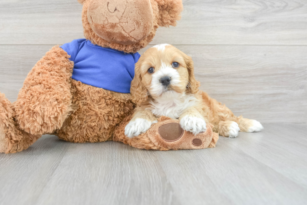 Funny Cockapoo Poodle Mix Pup