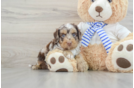 Popular Cockapoo Poodle Mix Pup