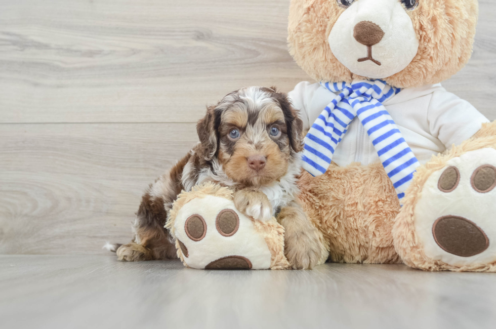 5 week old Cockapoo Puppy For Sale - Premier Pups