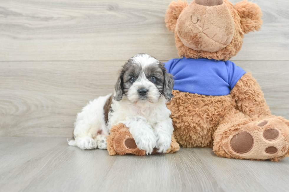 6 week old Cockapoo Puppy For Sale - Premier Pups