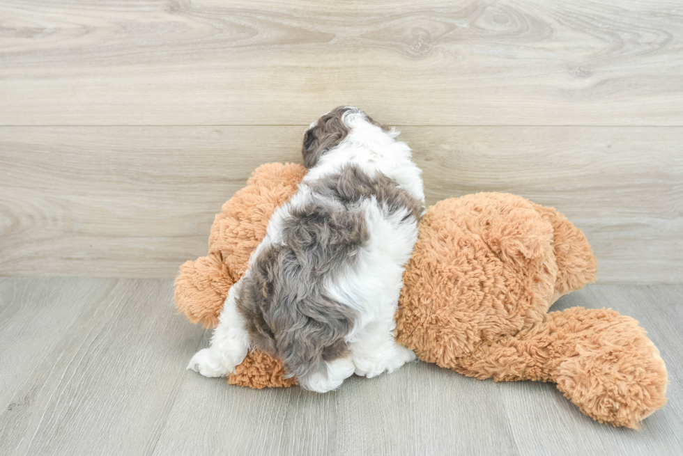 Smart Cockapoo Poodle Mix Pup