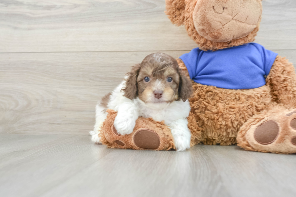 Best Cockapoo Baby