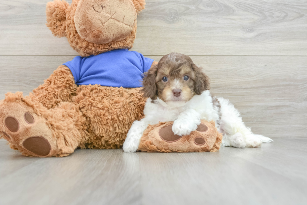 Best Cockapoo Baby