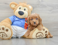 6 week old Cockapoo Puppy For Sale - Premier Pups