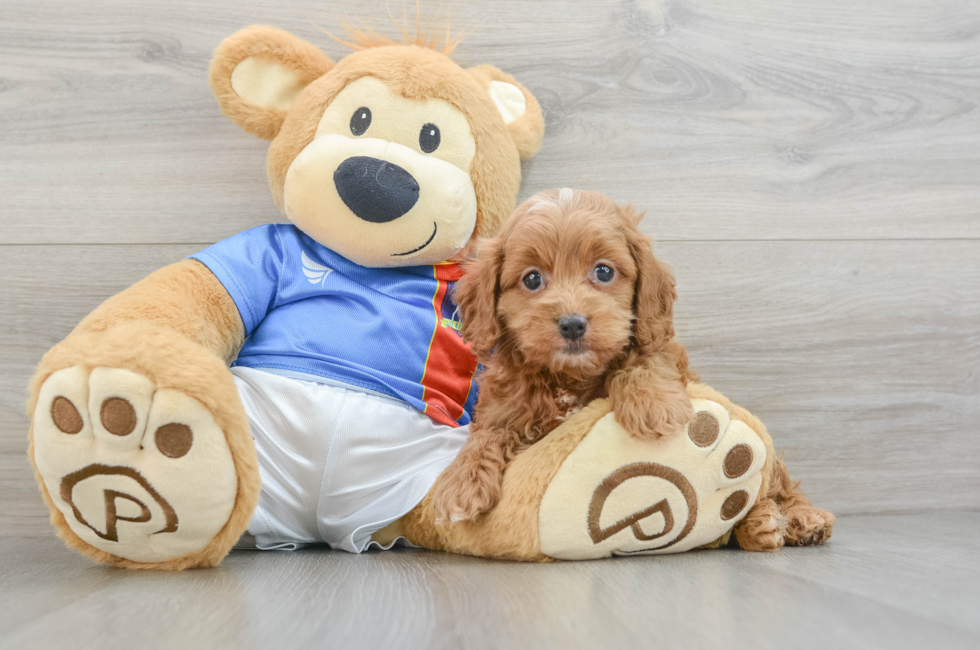 5 week old Cockapoo Puppy For Sale - Premier Pups