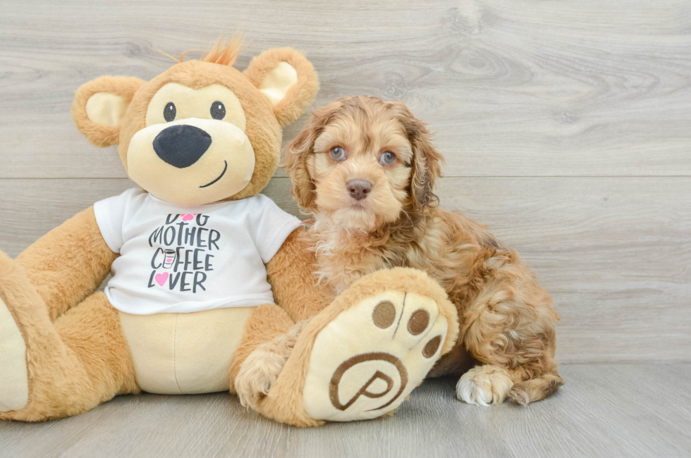 7 week old Cockapoo Puppy For Sale - Premier Pups