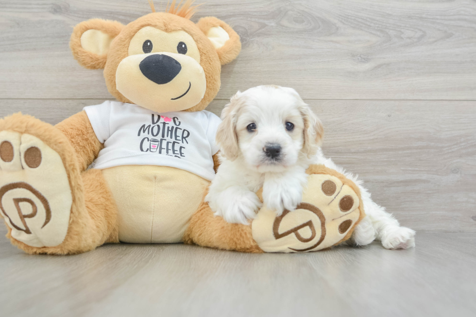 Happy Cockapoo Baby