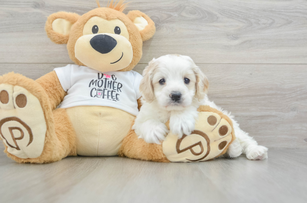 6 week old Cockapoo Puppy For Sale - Premier Pups