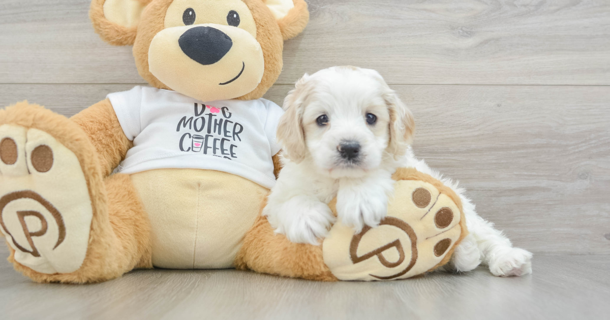 T-shirt Humour 'Doodle Dash' Cockapoo - Chien Drôle - Marque Gildan - Plusieurs Tailles