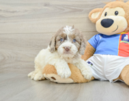5 week old Cockapoo Puppy For Sale - Premier Pups