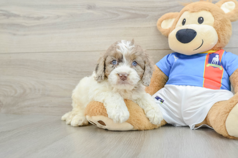 5 week old Cockapoo Puppy For Sale - Premier Pups