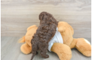Cockapoo Pup Being Cute
