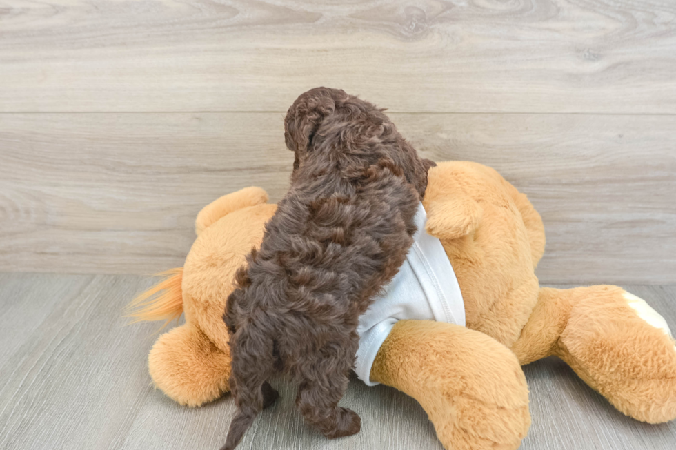 Cockapoo Pup Being Cute