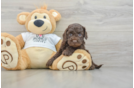 Cockapoo Puppy for Adoption