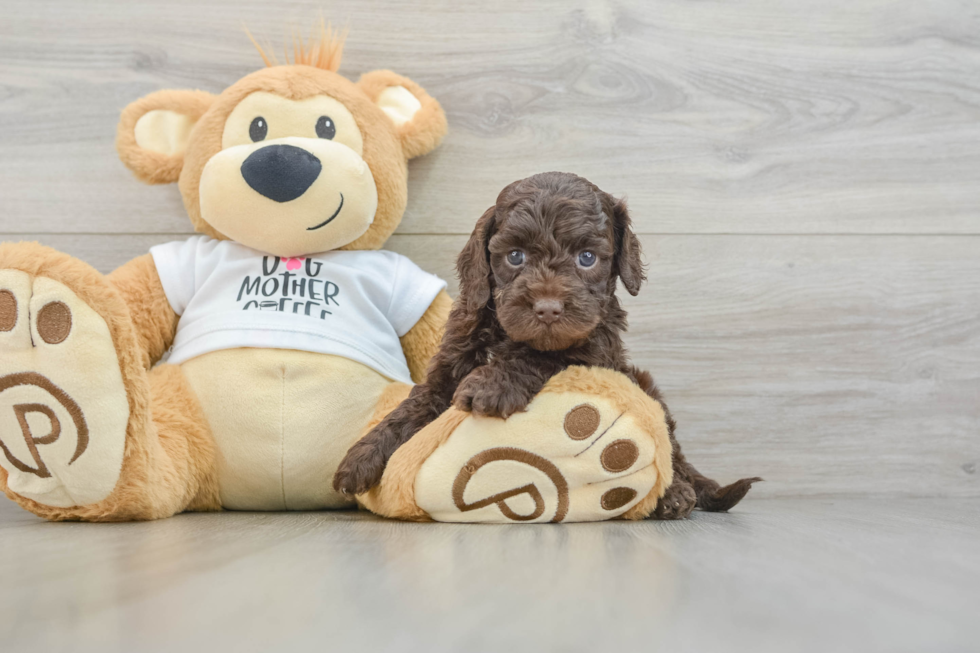 Cockapoo Puppy for Adoption