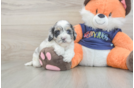 Cockapoo Pup Being Cute