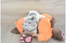 Best Cockapoo Baby