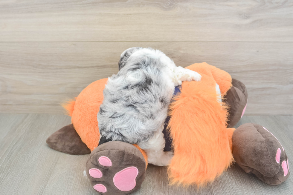 Best Cockapoo Baby