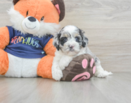 6 week old Cockapoo Puppy For Sale - Premier Pups