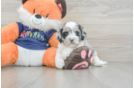 Happy Cockapoo Baby
